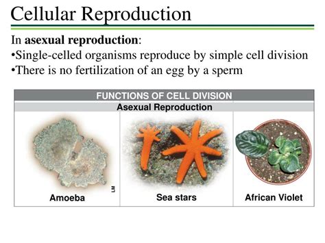 Ppt Cellular Reproduction Powerpoint Presentation Free Download Id