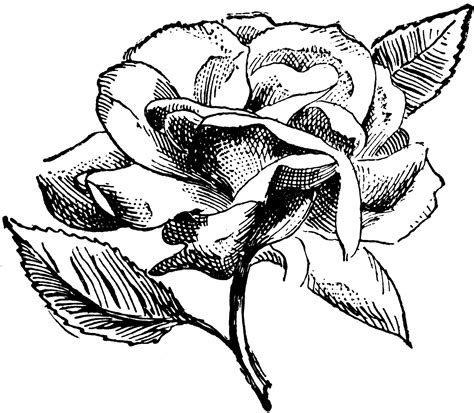 Rose Clipart Etc