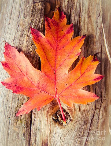 Autumn Leaf On A Log Photograph By Cheryl Baxter Fine Art America