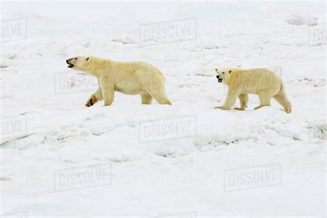 Polar Bear Ursus Maritimus Mother And Cub Walking On Pack Ice