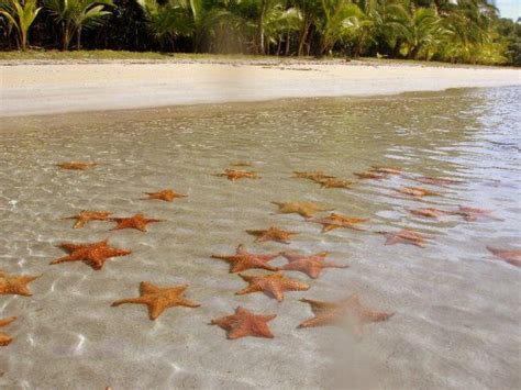 Bocas Del Toro Panama Sea Star Beach Playa Estrellas De Mar Panama