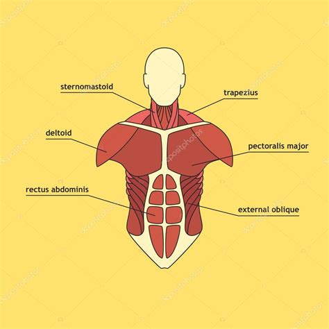 Muscle System Of Human Thorax — Stock Vector © Nastyasigne 97091284