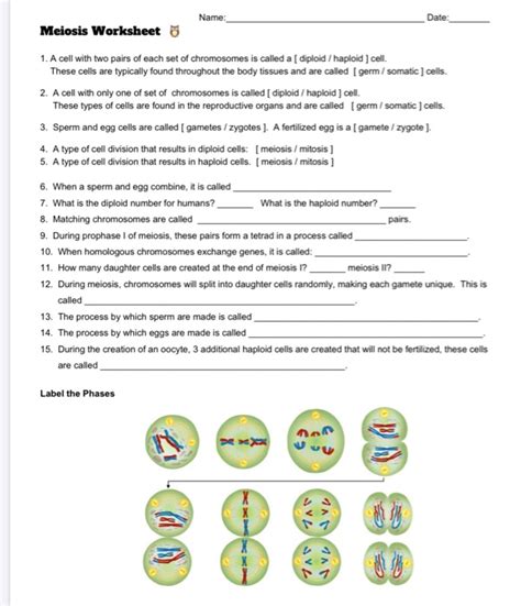 ️chromosomes And Meiosis Worksheet Free Download
