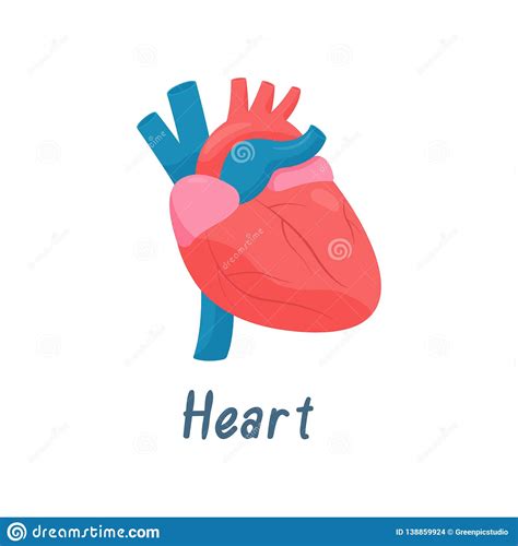 Heart Human Anatomy Healthy Internal Organ Vector Illustration Stock
