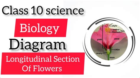 How To Draw Diagram Longitudinal Section Of Flowers Class 10 Science