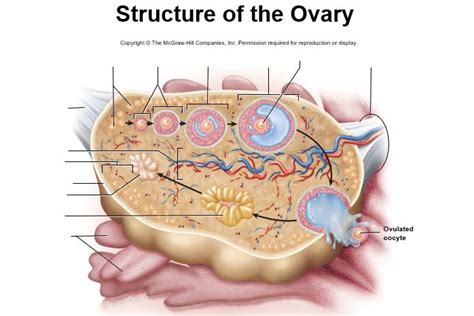 281 Female Reproductive Anatomy Ovaries Diagram Quizlet