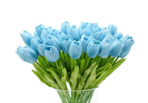 Blue Tulips Wallpaper Hd Tulips Flower