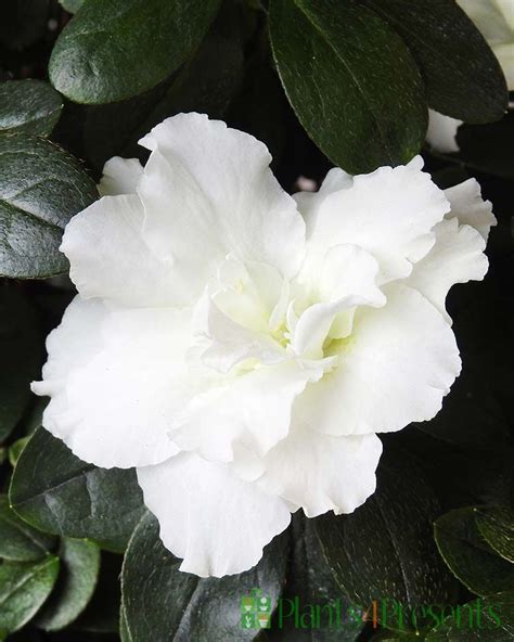 Send A White Azalea As A Plant T Quality Plants Fast