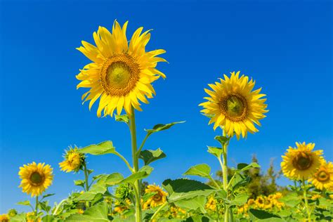 A little bit of sunshine: How to grow sunflowers