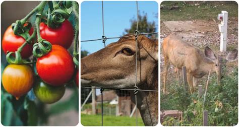 Deer Eat Tomato Plants Epic Guide How Keep Deer Away 🔥actual ★2023