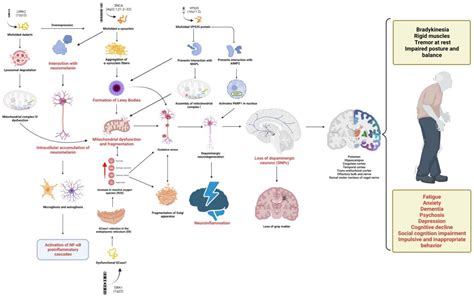 Ijms Free Full Text Neuroinflammation In Parkinsons Disease From