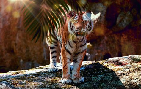 Träum Was Schönes Tiger Zoo Berlin