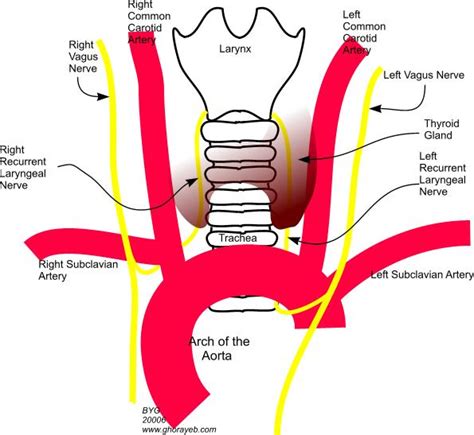 Recurrent Laryngeal Nerve Images
