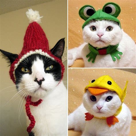 Cats In Funny Costumes 15 Photos Funcage