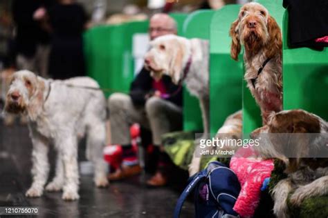 Spinone Italien Photos And Premium High Res Pictures Getty Images
