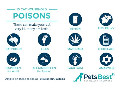10 Cat Household Poisons