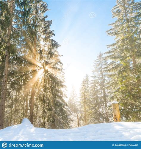 Sunny Day In The Winter Snowy Forest Stock Image Image Of Frost