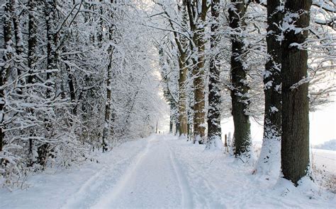 Snow Forest Road Phone Wallpapers