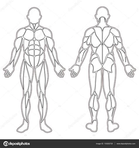 Silhueta De Músculos Do Corpo Humano — Vetor De Stock © Longquattro