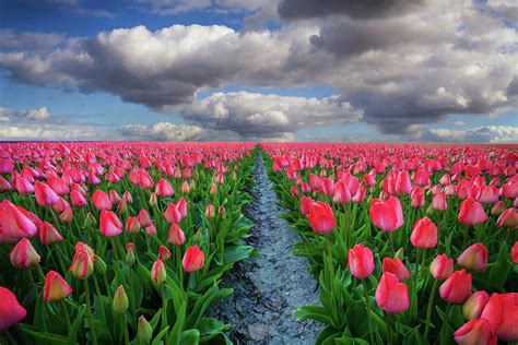 Field Of Tulips Photograph By Martin Podt Fine Art America