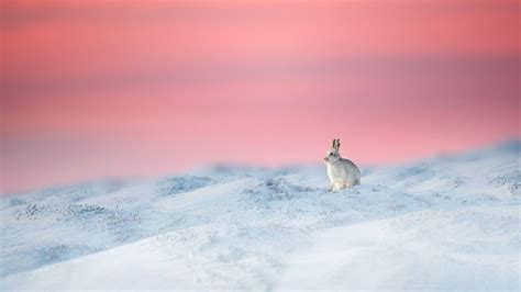 Mountain Hare In Derbyshire England Bing Wallpaper Gallery