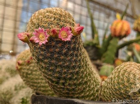 Top 10 Beautiful Types Of Cacti With Names And Pictures Florgeous 2022