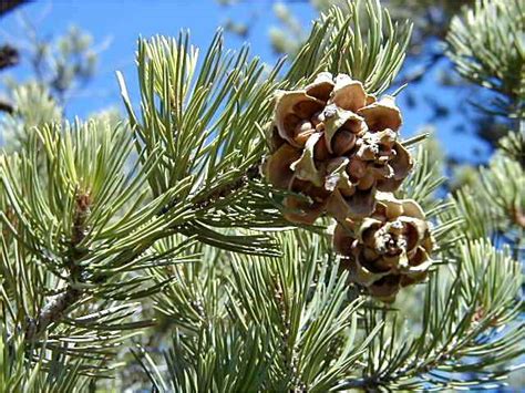 Piñon Pine Studying The Effects Of Climate Change On Drought Tolerance