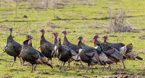 Celebrate Michigans Wild Turkey Audubon Great Lakes