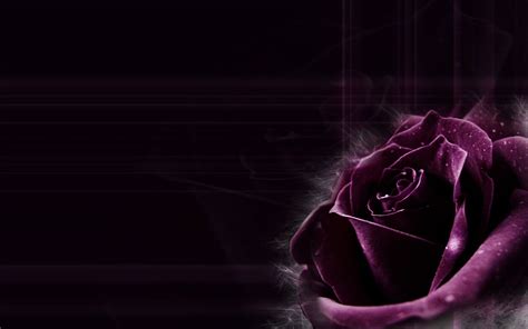 Dark Purple Flowers Hd Wallpaper Download Free Mock Up