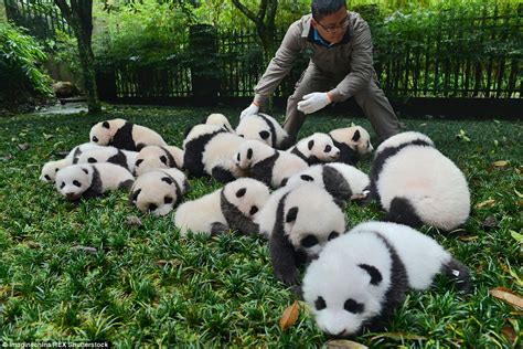 Panda Bear Cubs Cute