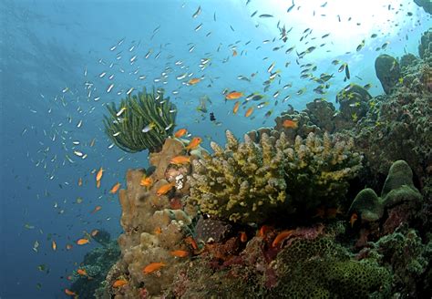 Filethe Coral Reef At The Andaman Islands Wikimedia Commons
