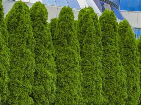17 Fast Growing Privacy Bushes To Deal With Nosy Neighbors Fast