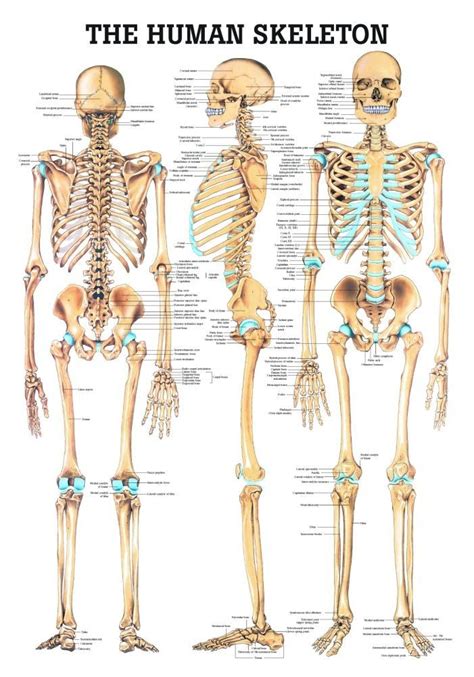 There also are bands of fibrous connective tissue—the ligaments and the tendons—in intimate relationship with the parts of the skeleton. The Human Skeleton Laminated Anatomy Chart | Skeleton ...