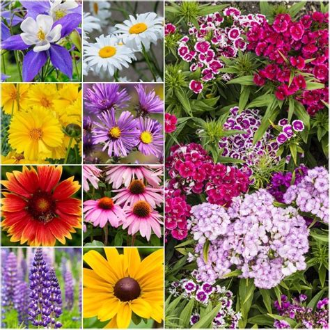 Perennial Wildflower Seeds Mixture Package Of 30000 Pure Live Seeds