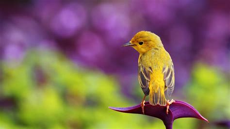 Beautiful Yellow Bird Hd Spring Wallpaper