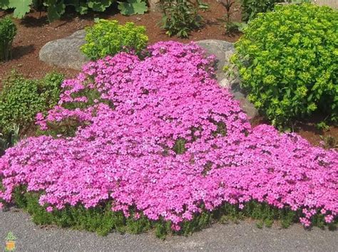 10 Best Ground Cover Plants For Your Garden