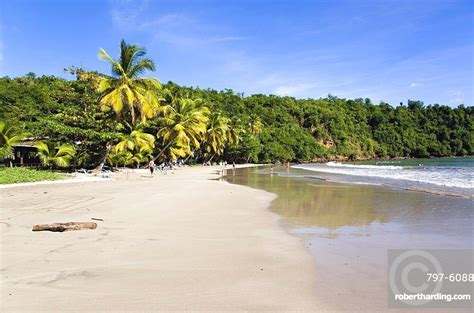 Coconut Palm Tree Lined Beach Stock Photo
