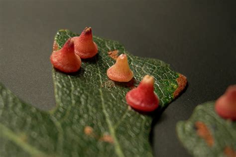 Tywkiwdbi Tai Wiki Widbee Galls On An Oak Leaf