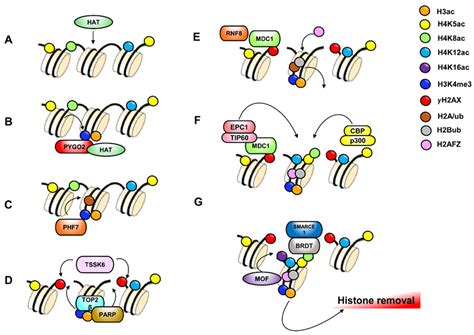 Amino group modification involves the addition of a functional group at the n terminus of the amino acid. JCM | Free Full-Text | Histone Post-Translational ...
