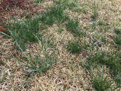 Grassy Type Weed In Bermuda Grass Lawnsite Is The