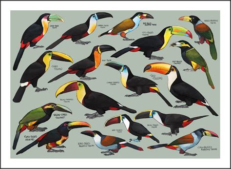 Toucan Species Poster Painting Wall Art Nature Print Etsy Uk