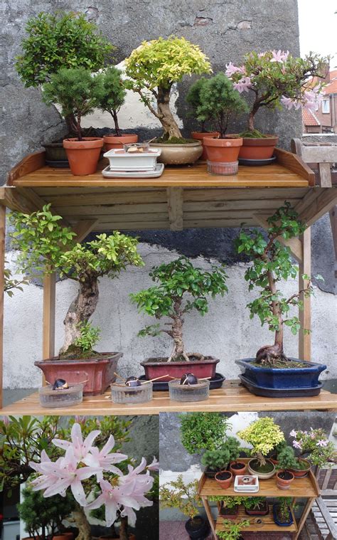 Bonsai Garden Design Artofit