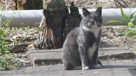 Stray Cat Colonies To Continue If Trap Neuter Release Programs Are