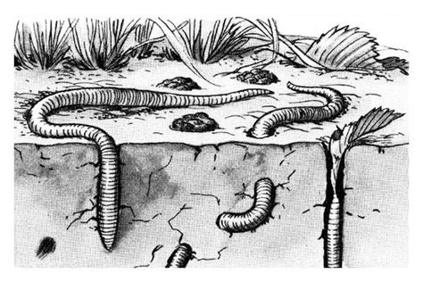 Earthworm Drawing At Explore Collection Of