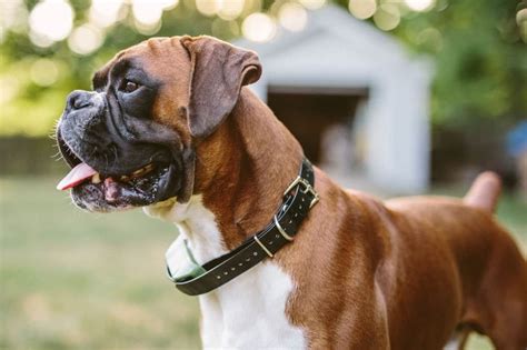 How To Choose The Best Collar For A Boxer Boxer Dog Diaries