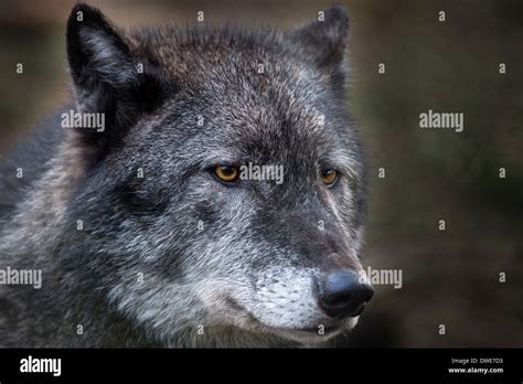 Grey Gray Wolf Stock Photo Alamy