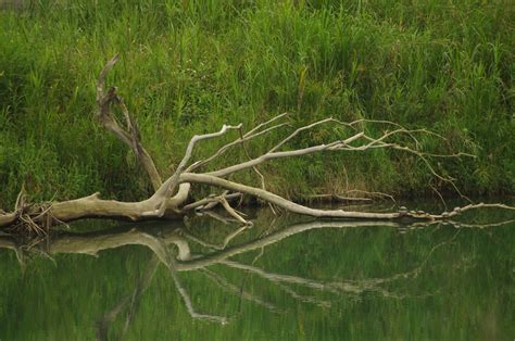 Dead Tree Fall Down In Water Dam~~~ Water Dam Falling Down Autumn