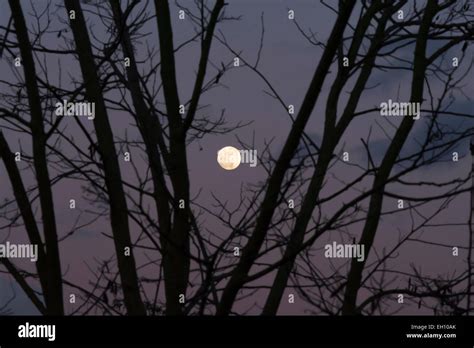 Full Moon Seen Through Winter Branches Stock Photo Alamy