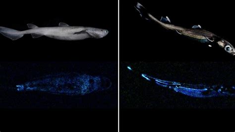 Bioluminescent Shark Found Off The Coast Of New Zealand Is Now The