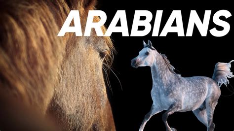 Arabian Horse Show Makeup Saubhaya Makeup